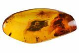 Three Fossil Flies (Diptera) & a Spider (Araneae) In Baltic Amber #128355-1
